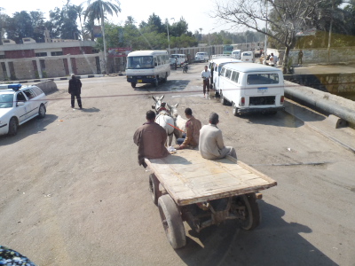 Donkey cart in a Cairo street
