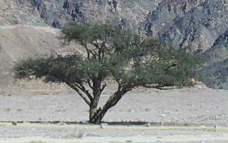 A acacia tree