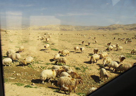 Jordan: sheep