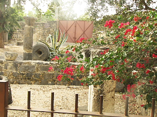 Galilee: Garden in Capernaum