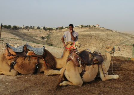 Camels at Abraham's Tent