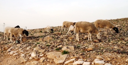 Sheep at Abraham's tent