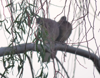 Birds outside our hotel window