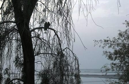 Birds outside our hotel window