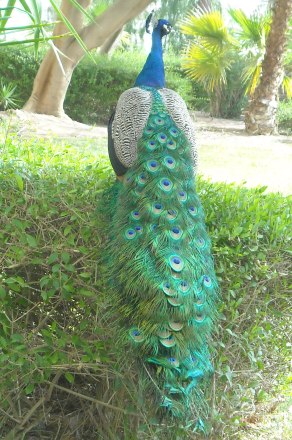 Peacock at hotel
