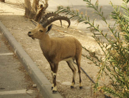 Male Ibex in En Gedi