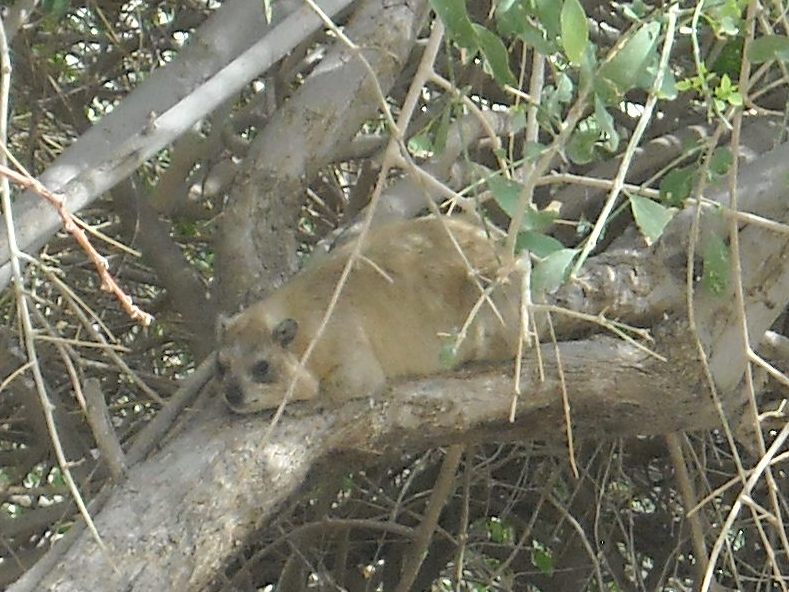 Rock Ryrax in En Gedi