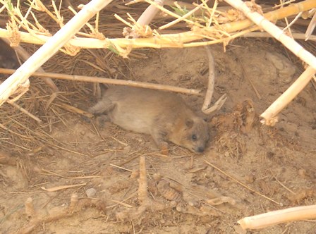 Rock Ryrax in En Gedi