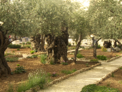 Garden of Gethsemane