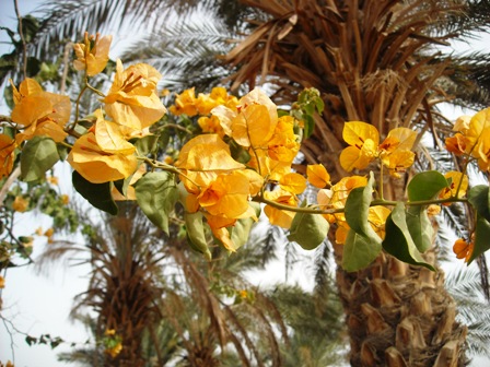 Israel: Flowers