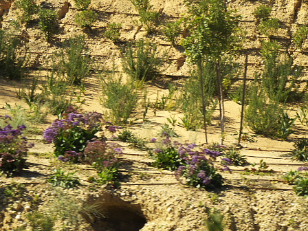 Israel: Garden with drip line