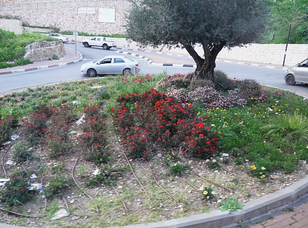 IsraelI garden with drip line
