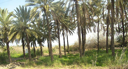 Israel: Palm trees
