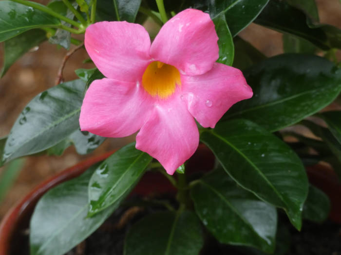 Mandevilla