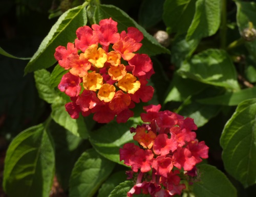 Lantana