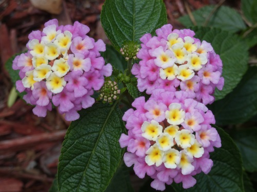 Lantana