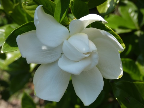 Gardenia