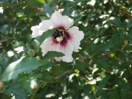 Hibiscus with bee