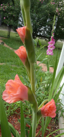 Gladiolus 4