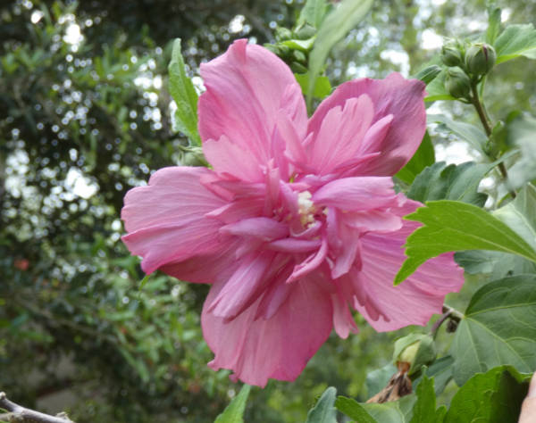 Hibiscus (Rose of Sharon)
