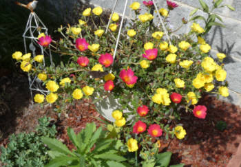 Hanging basket in the sun