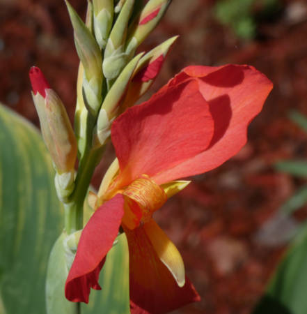  canna lily