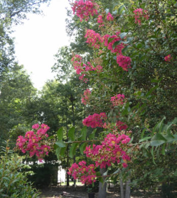 crepe myrtle