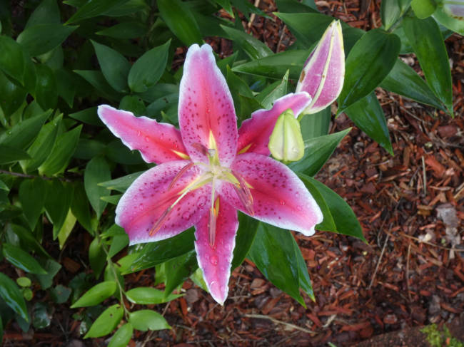 star gazer lily
