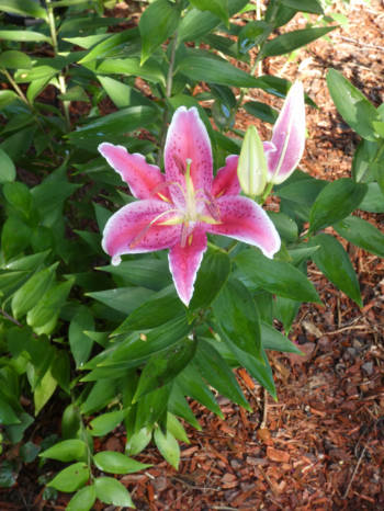 stargazer lily