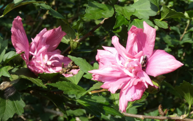 Rose of Sharon