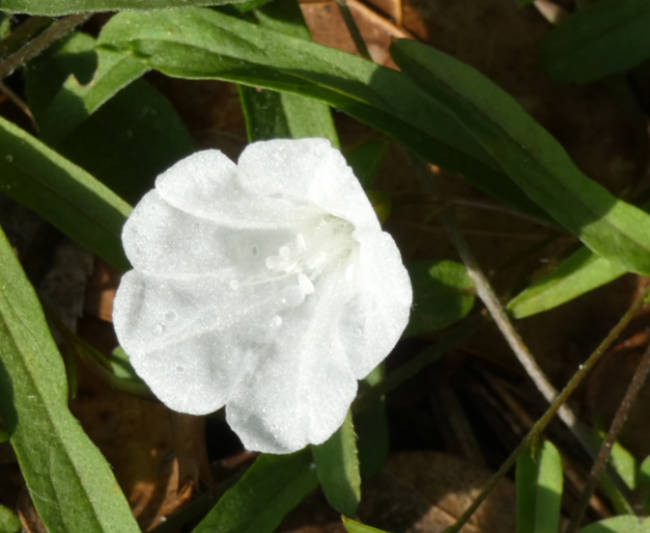 White flower