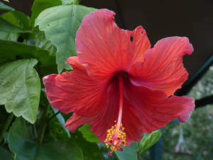 Hibiscus