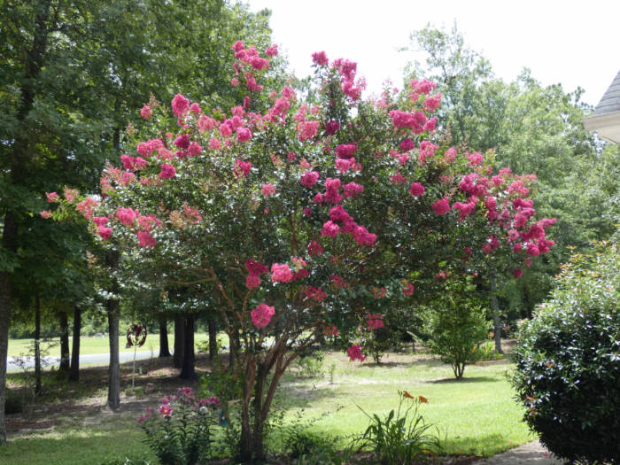 crepe myrtle