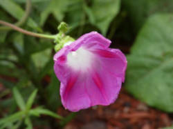 morningGlory3