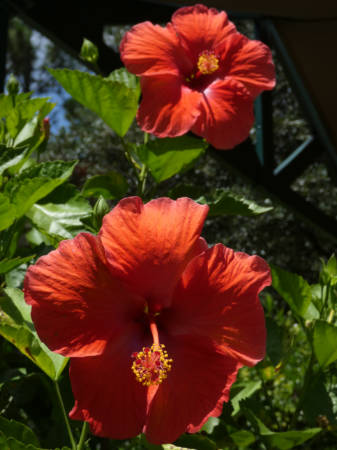 hibiscus 