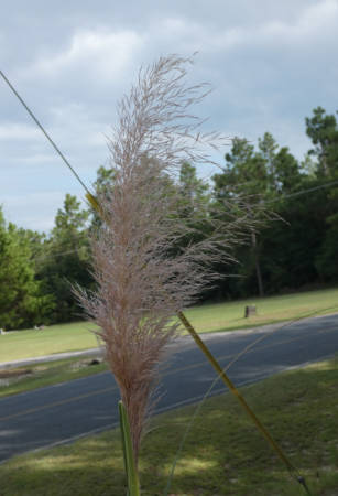 pampas grass