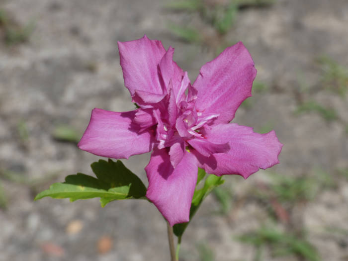 Rose of Sharon