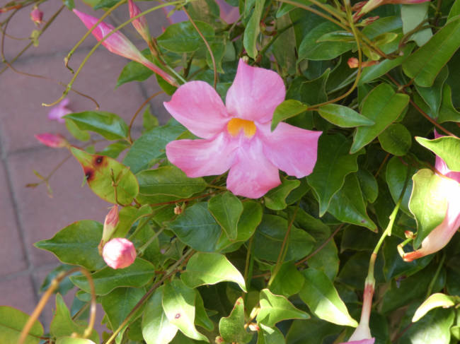 mandevilla5