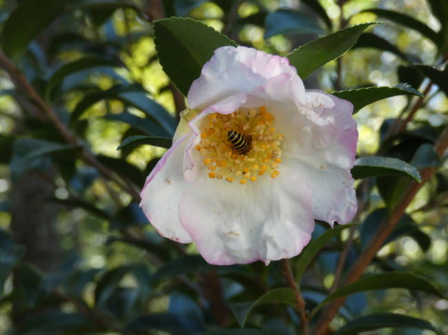 camellia