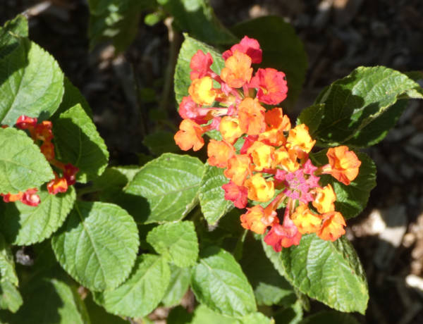 lantana4
