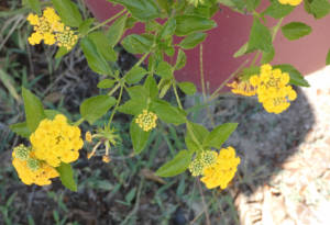 lantana5