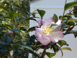 camellia2