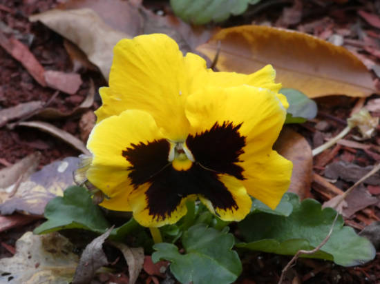 yellow pansy