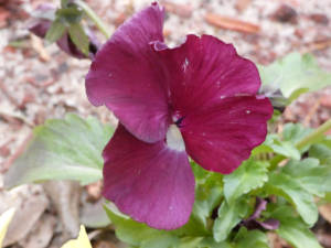 lavender pansy