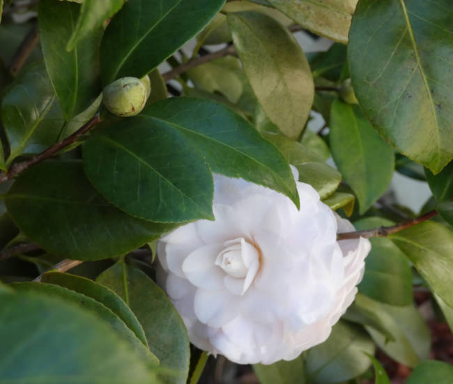 white camellia