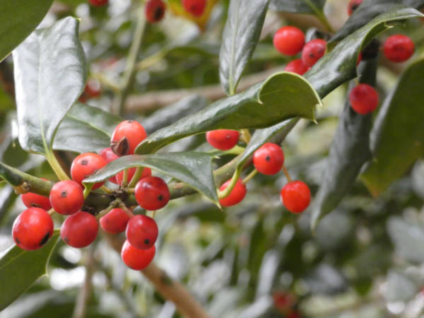 Holly berries