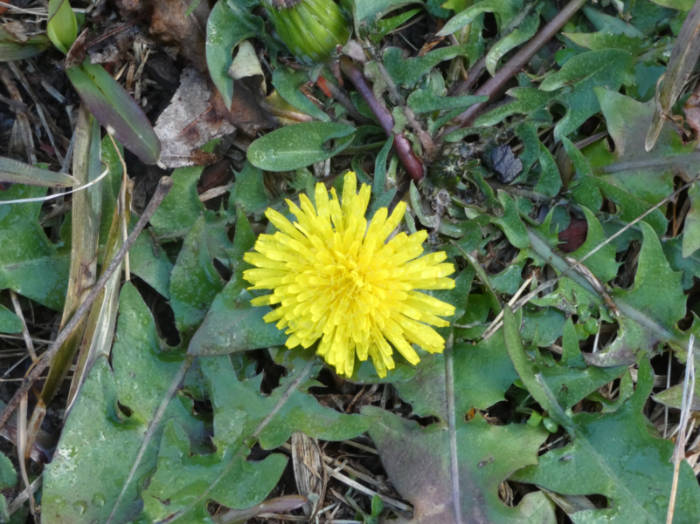 Dandelion