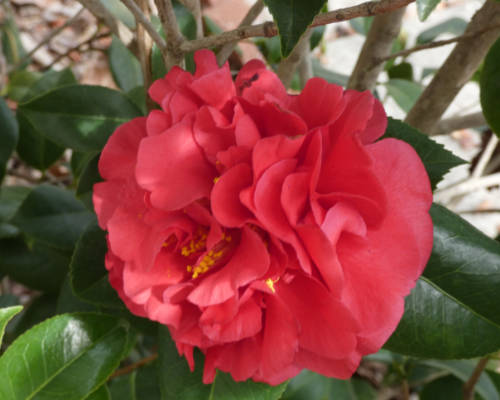 camellia