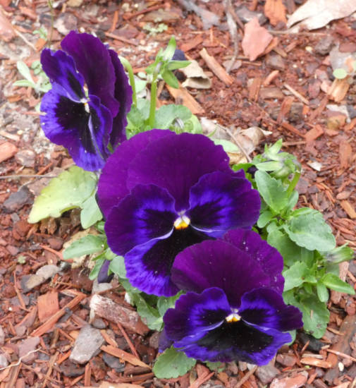pansy