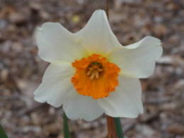 Daffodil